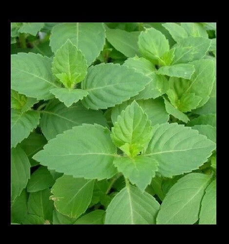 Tulsi Holy Basil Seeds - 1,600 Heirloom Culinary Seeds, Ocimum sanctum, Fresh Sacred Herb for Gardening