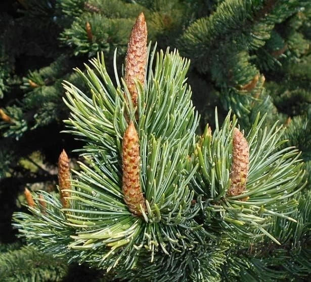 Bristlecone Pine Tree Seeds (30 Seeds) - Hardy Pinus aristata for Planting, Drought-Resistant Evergreen