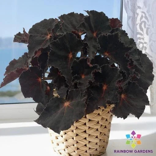 Cherry Sparkle Begonia Seeds - 25+ Pack - Begonia x tuberhybrida - Vibrant Red & Pink Foliage - USA