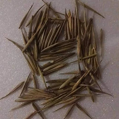 Rare Black Bamboo Seeds - 100+ Count - Exotic Fast Growing - Phyllostachys nigra - Ideal for Planting and Privacy Screens