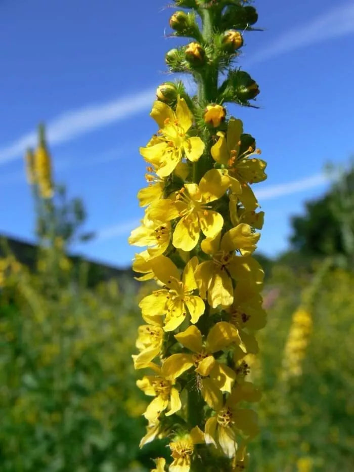 100 Wildflower Seeds - Church Steeples - Agrimonia eupatoria - Yellow Flowers for Garden, Pollinator Friendly, Easy to Grow