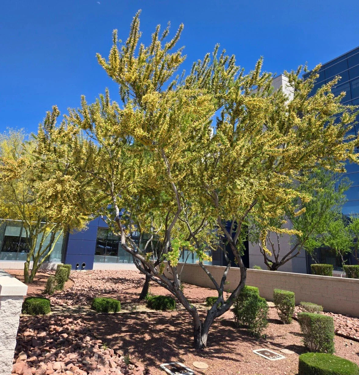 Catclaw Acacia Seeds - 20+ Seeds, Senegalia greggii, Drought-Tolerant Native Plant, Ideal for Xeriscaping, Acacia greggii