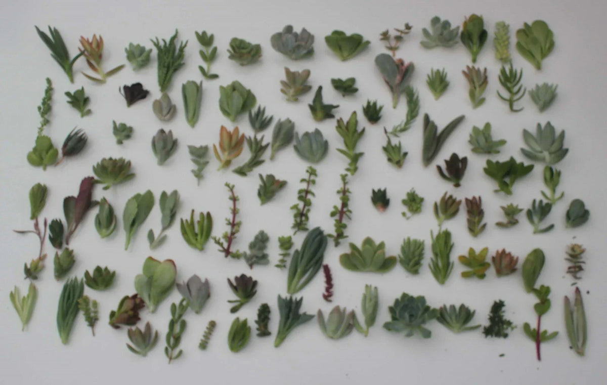 Succulent Cuttings Collection - 30 Unique Varieties - JIIMZ Succulents - Ideal for Gardening & Home Decor - Various Species