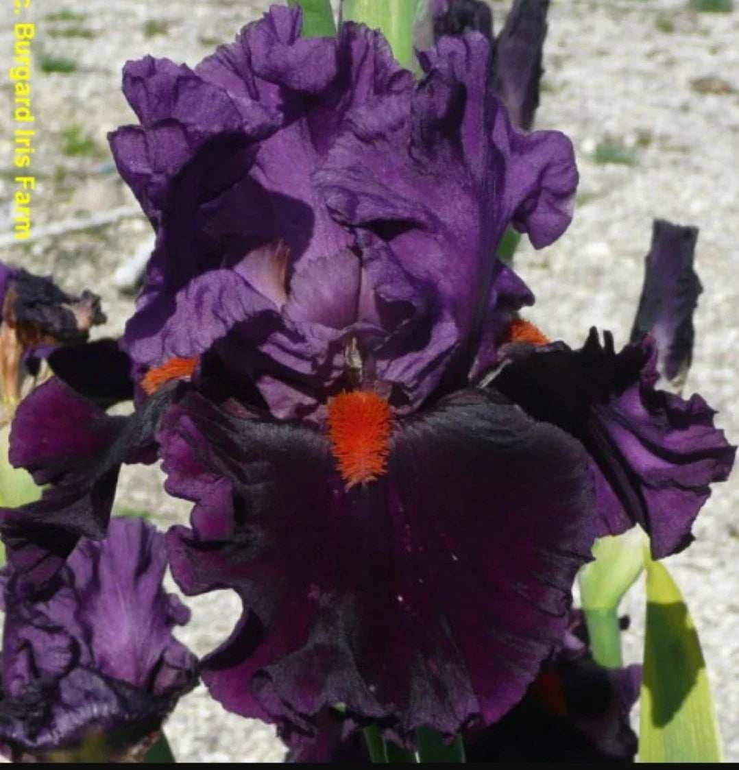 Tall Bearded Iris Rhizome - Sharp Dressed Man - Iris germanica - Freshly Dug - Reblooming, Deep Blue & White Flowers