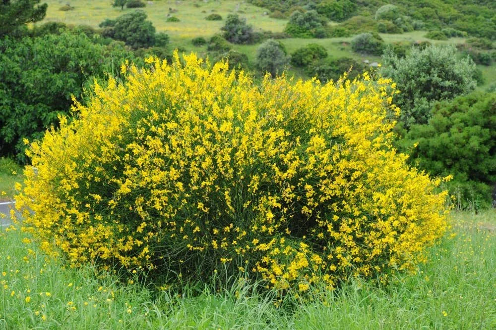 Scotch Broom Seeds (30 Seeds) - Vibrant Yellow Blooms, Drought-Tolerant, Cytisus scoparius for Planting