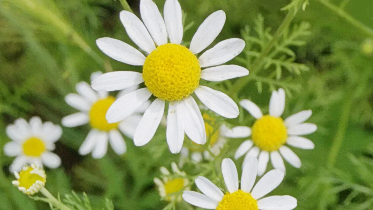 Roman Chamomile Seeds - Non-GMO Ground Cover for Teas & Medicine, Matricaria chamomilla, Multiple Sizes Available