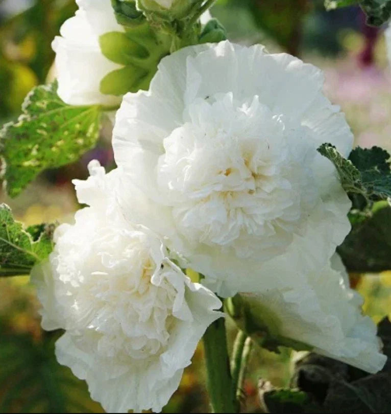 Hollyhock Seeds 25 Count Chater's Double White Peony Flowered Alcea rosea Non-GMO for Cottage Gardens & Borders
