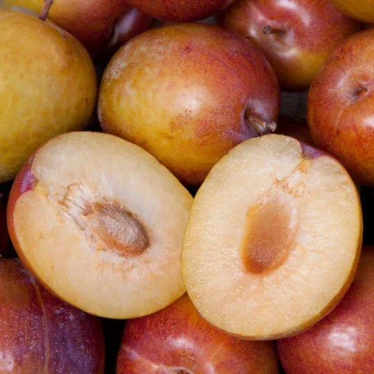 Grenade Pluot Scions - Grafted Fruit Tree Cuttings - Prunus domestica x Prunus salicina - Delicious Dark Red to Purple Fruit