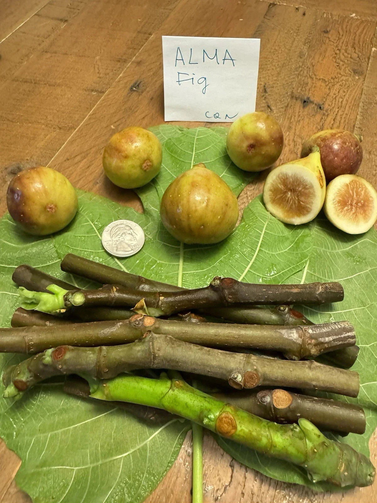 Live Alma Fig Cuttings - 3 Healthy Fresh Cuttings for Planting - Ficus carica 'Alma' - Ideal for Home Gardens