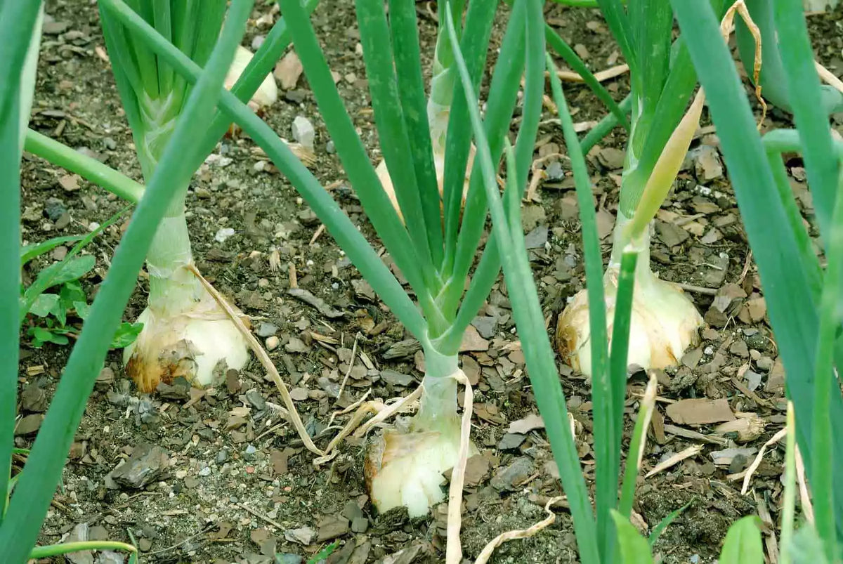 Walla Walla Sweet Onion Seeds, NON-GMO, Overwintering Variety, Allium cepa - Perfect for Gardens and Culinary Use