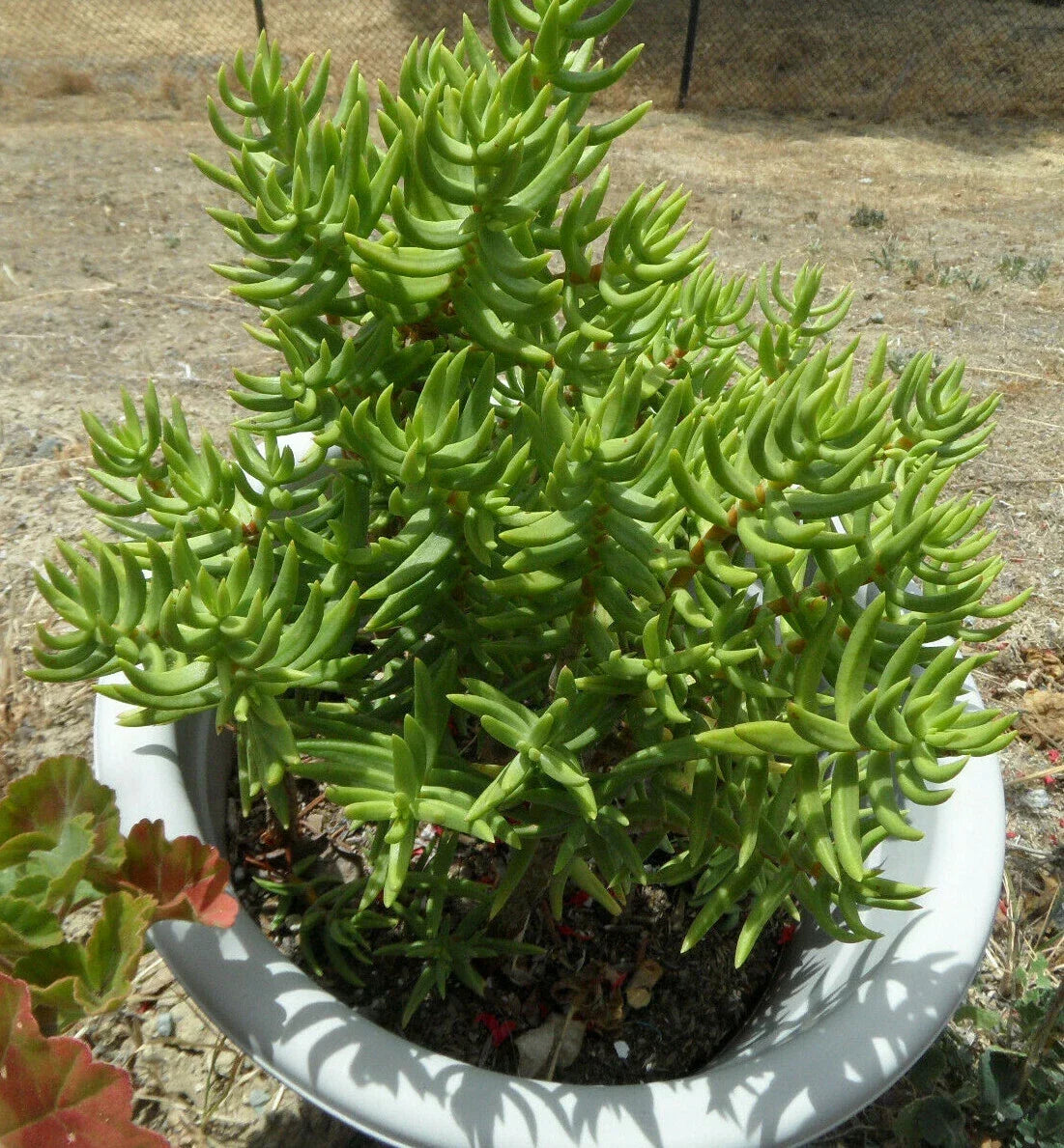 Mini Pine Tree Succulent Cuttings Lot of 5 - Crassula Tetragona - Freshly Cut Decorative Plants for Indoor Garden