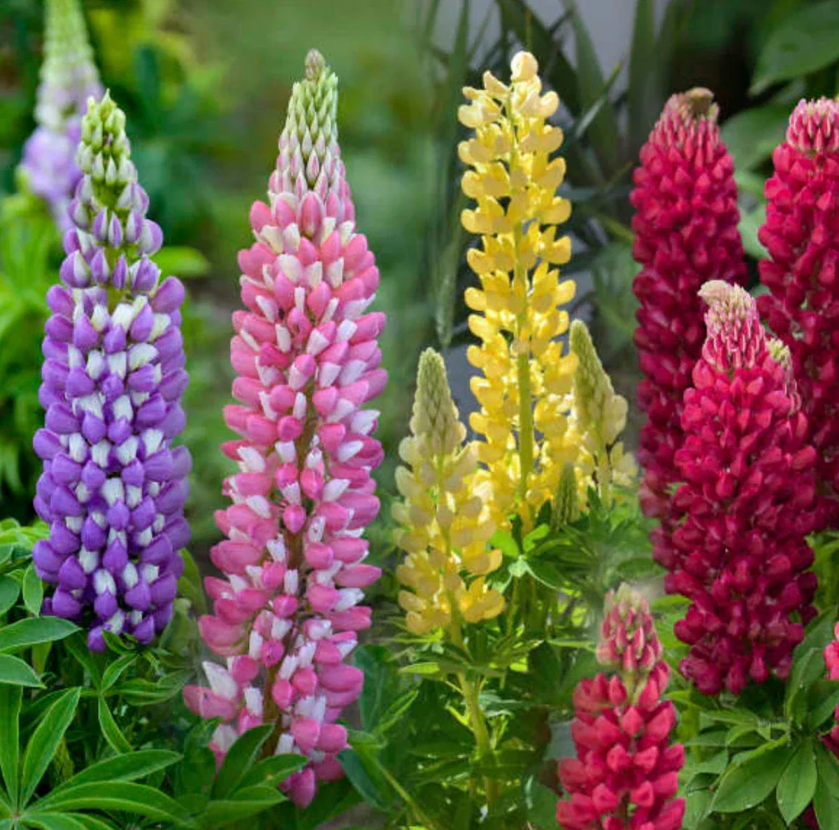 Lupine Starter Plugs, 4 Baby Plants, Extra Mix, Lupinus polyphyllus, Perennial, Hardy Zones 4a-8b, Full Sun