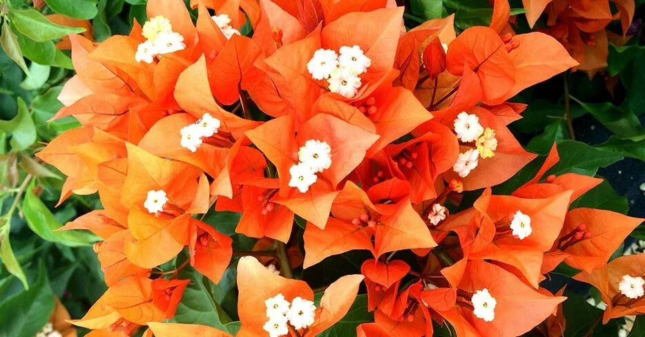 Fire Opal Bougainvillea Starter Plug Plant - Bare Root - Bougainvillea glabra - Vibrant, Drought-Tolerant Garden Plant