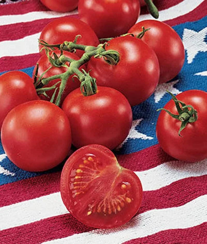 42 Day Tomato Seeds - 30+ Fastest Ripening Variety - Solanum lycopersicum - Non-GMO, High Yield, Easy to Grow