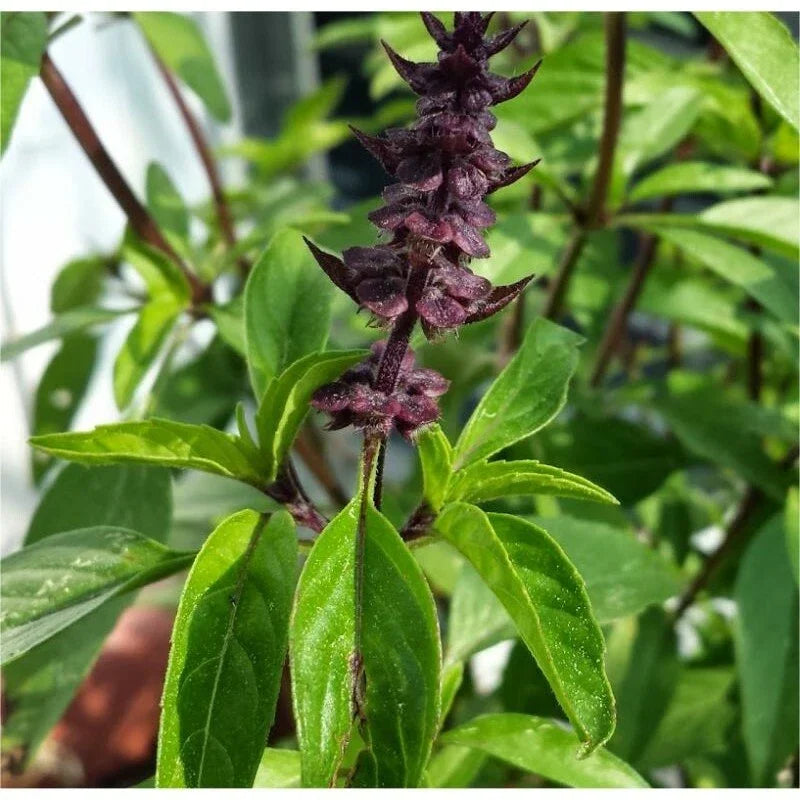 Licorice Basil Herb Seeds, Thai Basil, Non-GMO, Ocimum basilicum var. thyrsiflora, Multiple Sizes Available