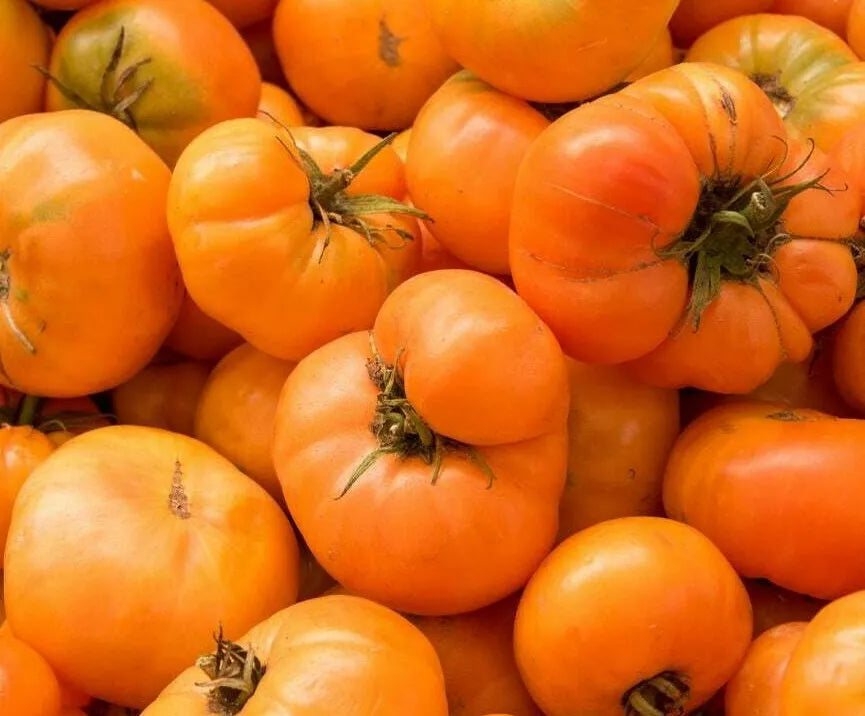 Amana Orange Tomato Seeds 100+ Count Indeterminate Solanum lycopersicum for Home Garden