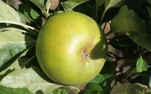 Reinette Clochard Apple Seeds - 25 Premium Seeds for Planting - Malus domestica - Sweet Yellow-Green Apples - USA