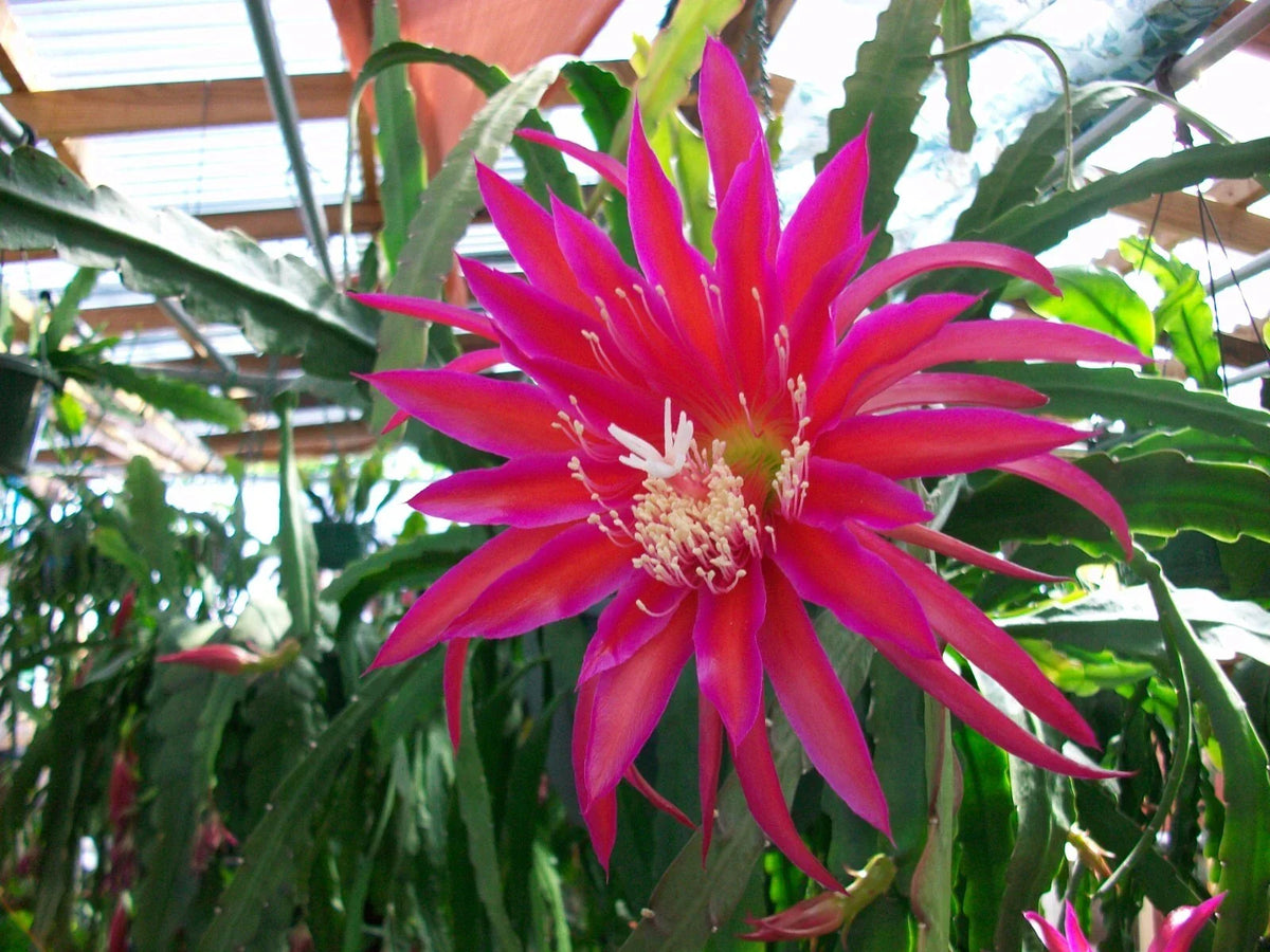 Epiphyllum Orchid Cactus Cutting - 6-Inch "Shimmer" Variety - Tropical Houseplant - Epiphyllum spp. for Indoor Gardens