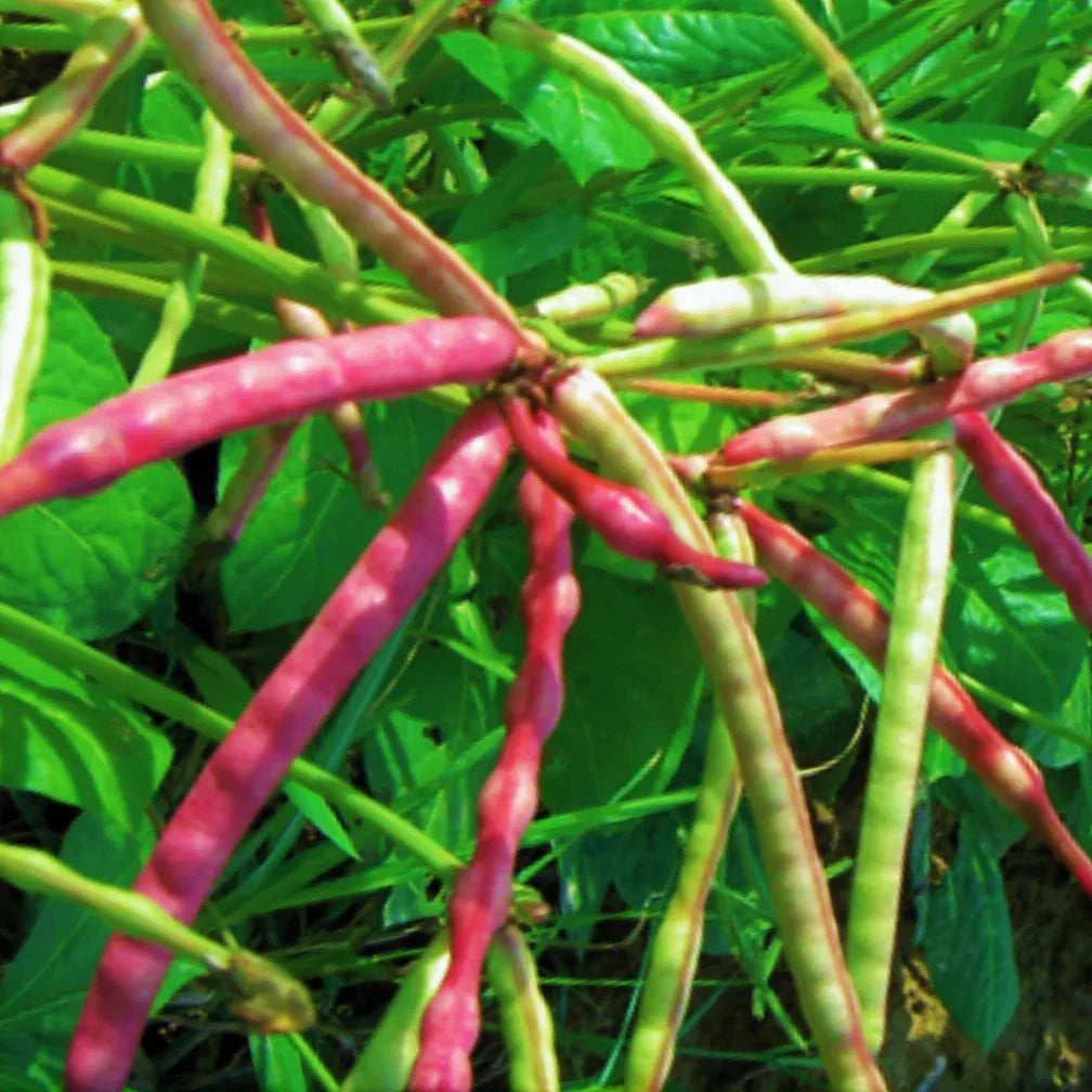 Mississippi Purple Hull Cowpea Seeds - Brown Crowder 1 lb Pack - Organic Heirloom Vigna unguiculata for 2025 Planting