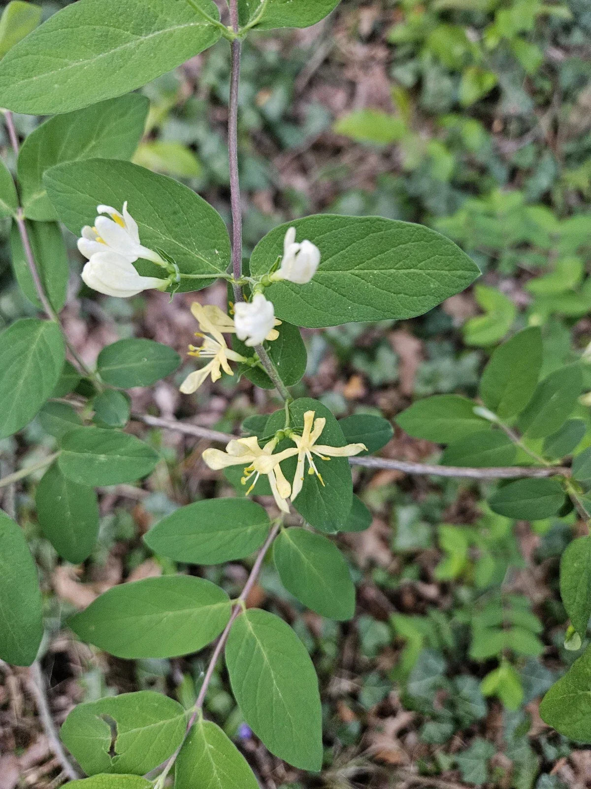 Winter Honeysuckle Shrub Bare Root Fast Growing Fragrant Lonicera fragrantissima Hardy Garden Plant