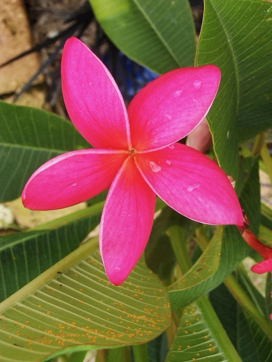 Fresh Pink Plumeria Cuttings 10-12 Inches - Frangipani Plant Cuttings for Gardening (Plumeria rubra) - 2 Healthy Cuttings
