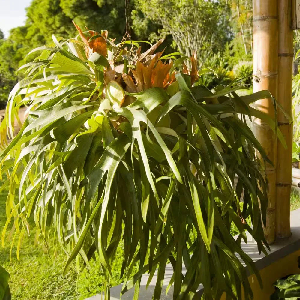 Staghorn Fern Plant 4 in. Unique Foliage Low Maintenance 3-Pack Platycerium spp. Indoor House Plant