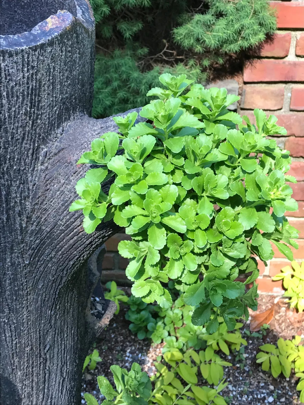 10 Bare Root Green Carpet Stonecrop Plants, Gold Mass Ground Cover, Deer Resistant, Sedum acre, Low Maintenance, Full Sun