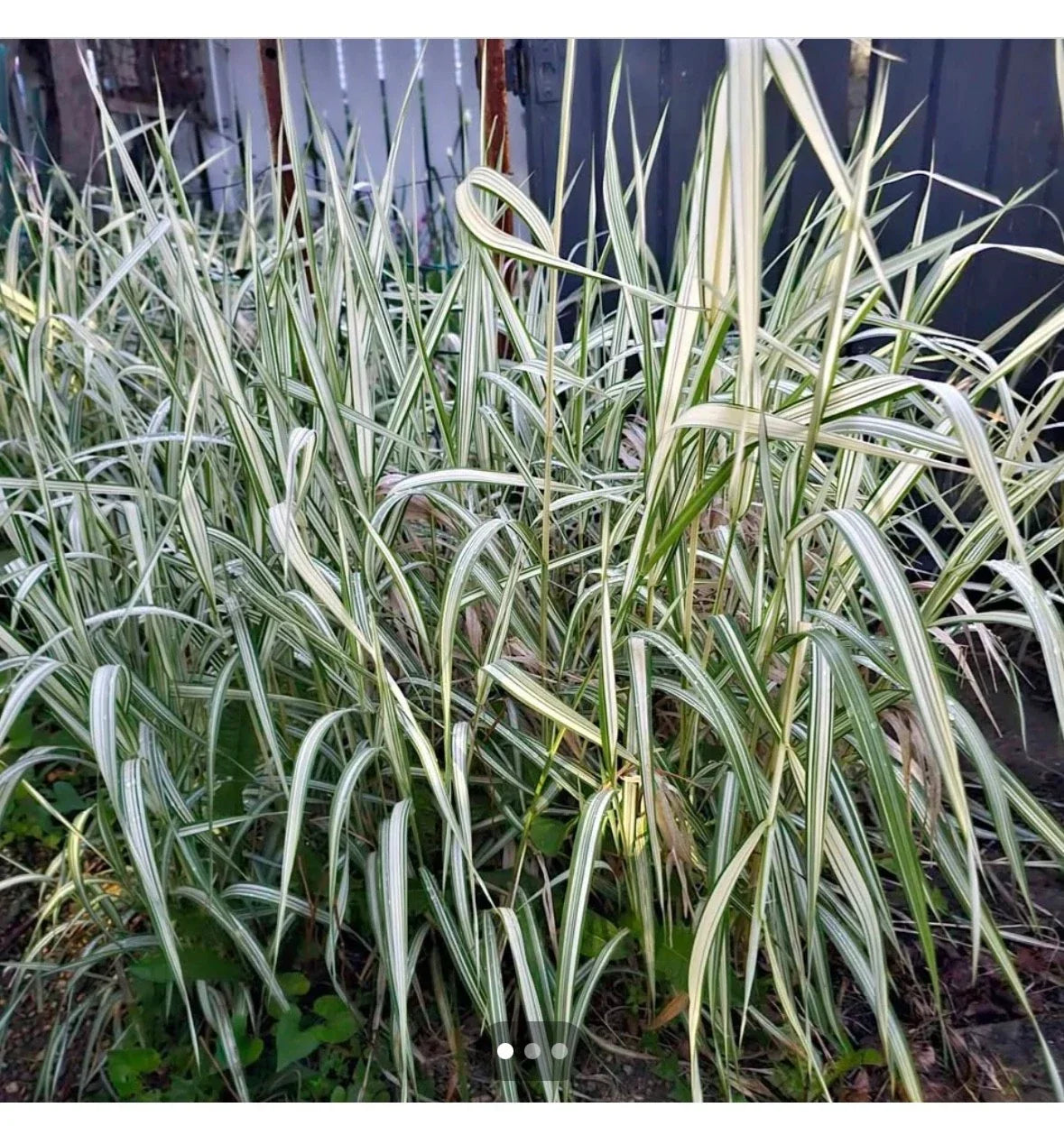 Live Variegated Ribbon Grass Plant - 4-Inch Pot - Green and White Foliage - Phalaris arundinacea - Ornamental Grass for Gardens