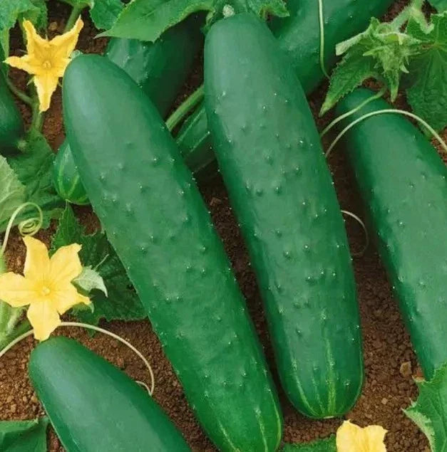 Double Yield Cucumber Seeds - Organic Heirloom - Non-GMO Cucumis sativus - 50 Seeds for Home Garden & Container Planting