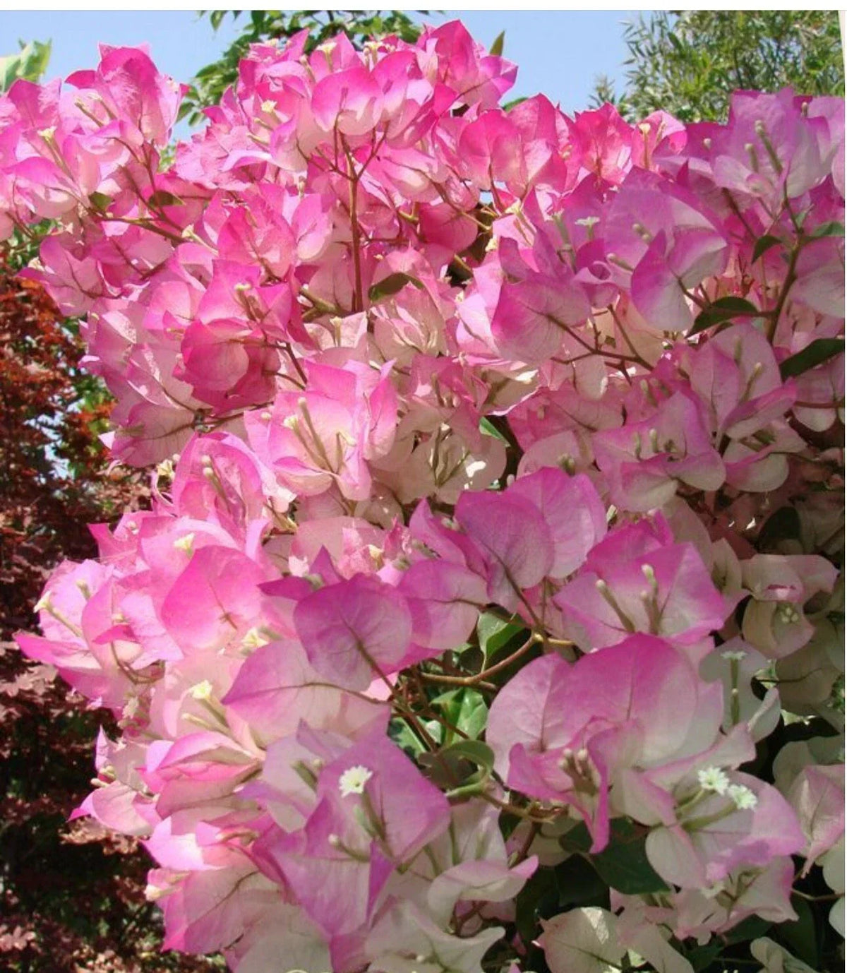 Bougainvillea Starter Plant - Small Rooted Plug - Cherry Blossom - Bougainvillea glabra - Vibrant Blooms for Garden Decor