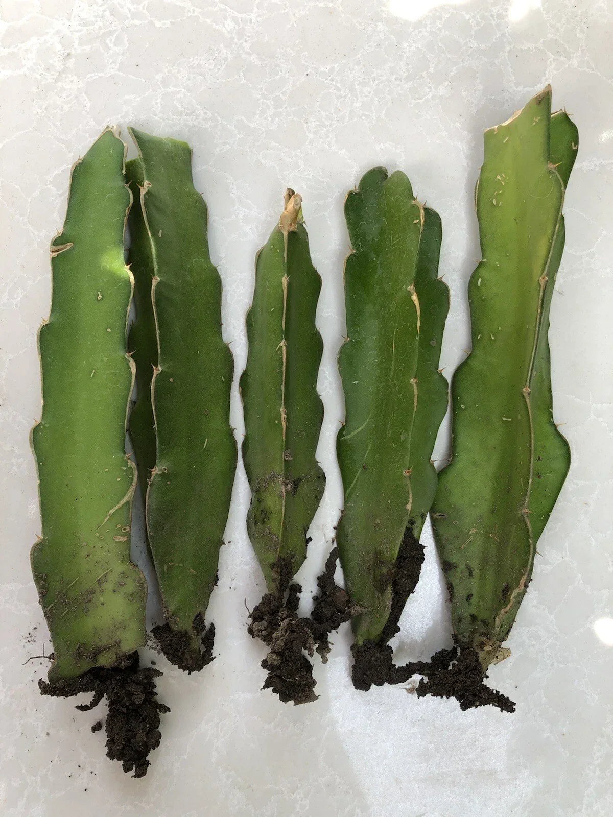 Rooted Dragon Fruit Cuttings - 5 Bare Root White Pitaya Cactus - Hylocereus undatus - Sweet Tropical Garden Plant