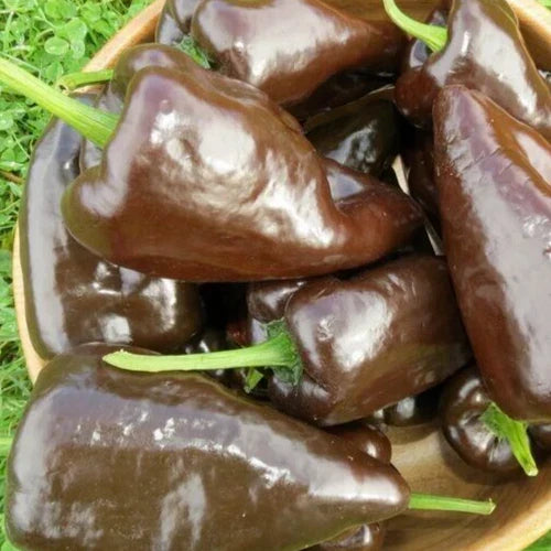 Mulato Isleno Pepper Seeds - 30+ Count - Chocolate Poblano Variety - Capsicum annuum - Garden Vegetable Seeds
