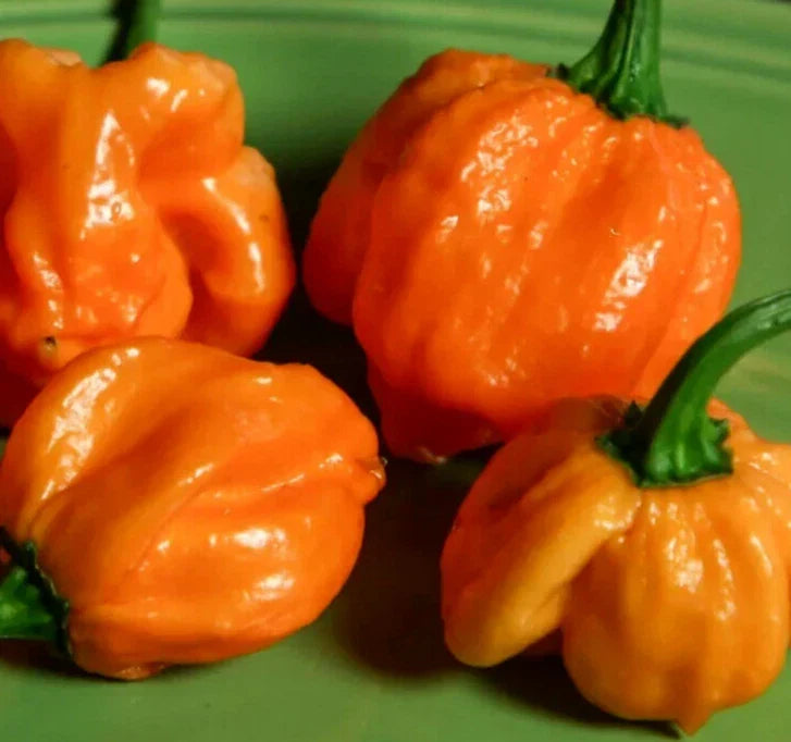 Orange Scotch Bonnet Pepper Seeds 20+ Capsicum chinense Hot Caribbean Variety Vegetable Garden Seeds