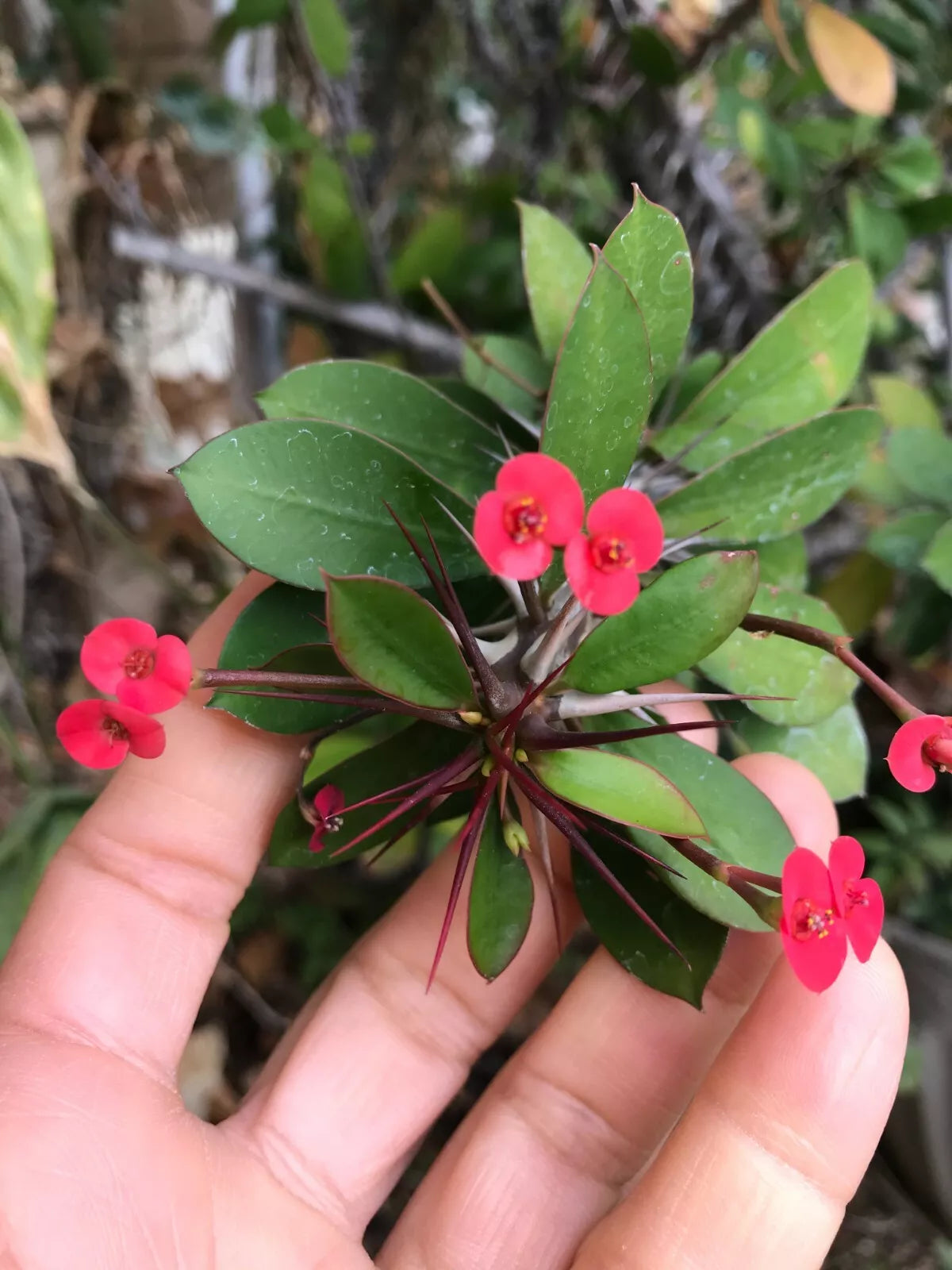 Tiny Red Cutting Succulent Euphobia Milii Crown of Thorns Cactus with Flowers, Indoor Drought-Resistant Plant