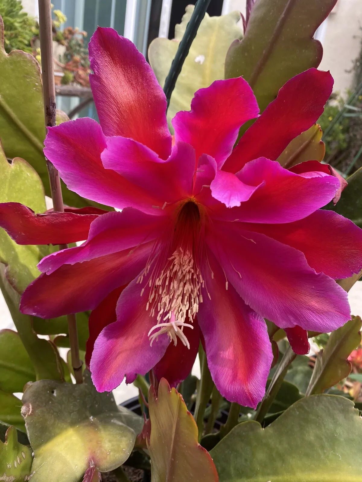Rare Epiphyllum Fuchsia Orchid Cactus Cuttings 5" to 8" - Unique Exotic Succulent Plant for Home Garden - Epiphyllum spp.