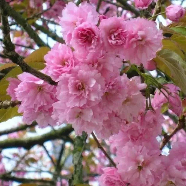 10 Unrooted Cuttings Japanese Cherry for Bonsai Propagation, Prunus serrulata - Fresh, Vibrant, Ideal for Beginners