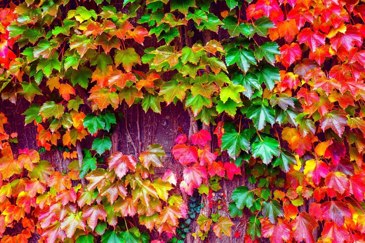 Japanese Ivy Seeds - 50 Count - Creeping Vine - Hedera helix - Easy to Grow for Planting in Iowa - Low Maintenance Greenery