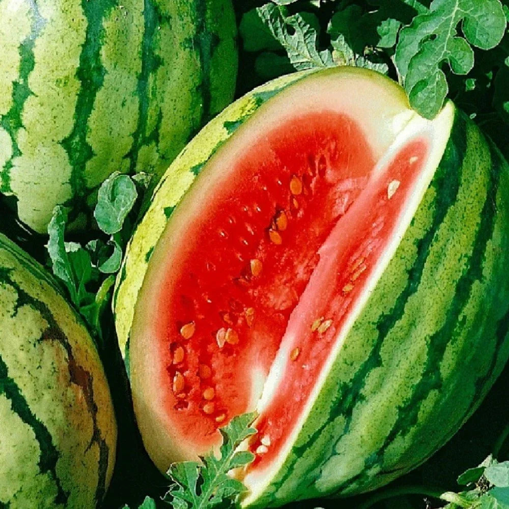 Dixie Queen Watermelon Seeds | Non-GMO Heirloom | Citrullus lanatus | Organic Gardening