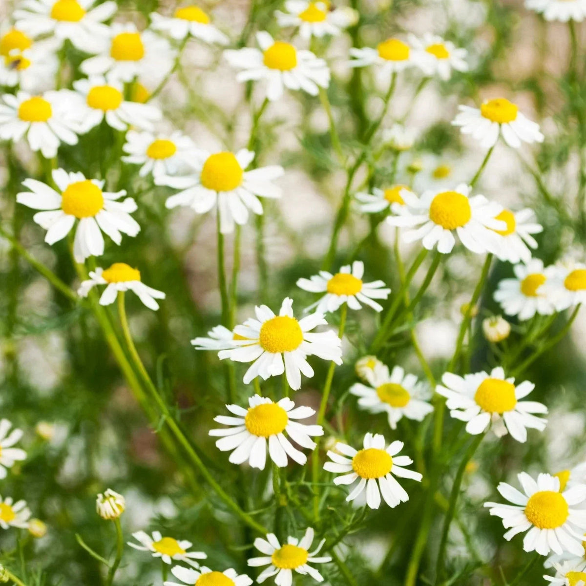 German Chamomile Seeds - Organic Herb Seeds for 2025 Planting, Matricaria Chamomilla, Non-GMO, Perfect for Herbal Tea