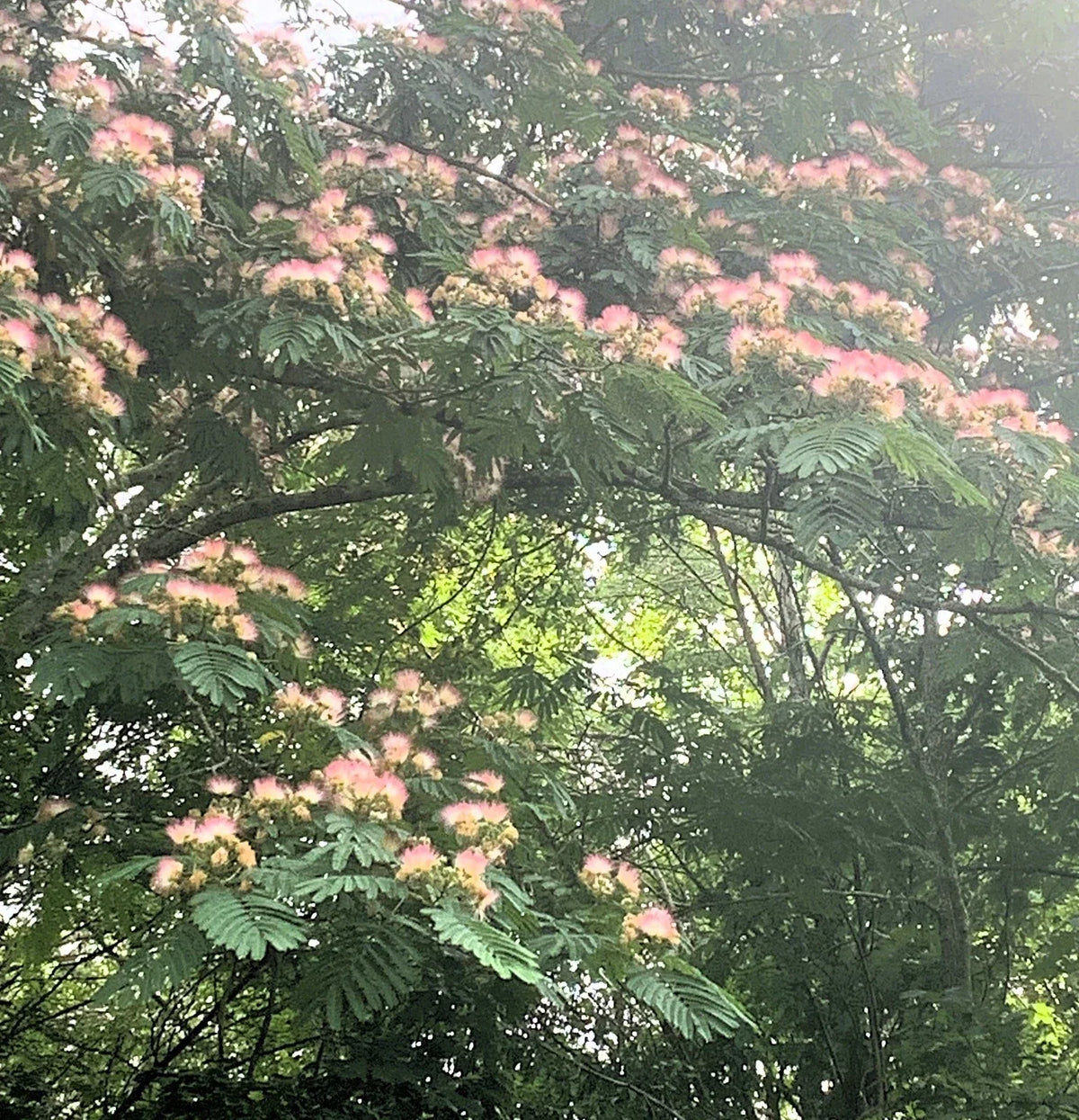Pink Mimosa Tree Cuttings 5 Pack - Albizia Julibrissin - 8-10” Pink Silk Tree Cuttings for Gardening