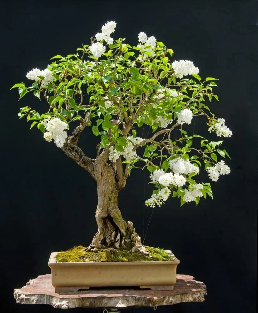 Japanese White Lilac Bonsai Seeds - 30 Seeds - Syringa reticulata - Ideal for Indoor & Outdoor Gardening