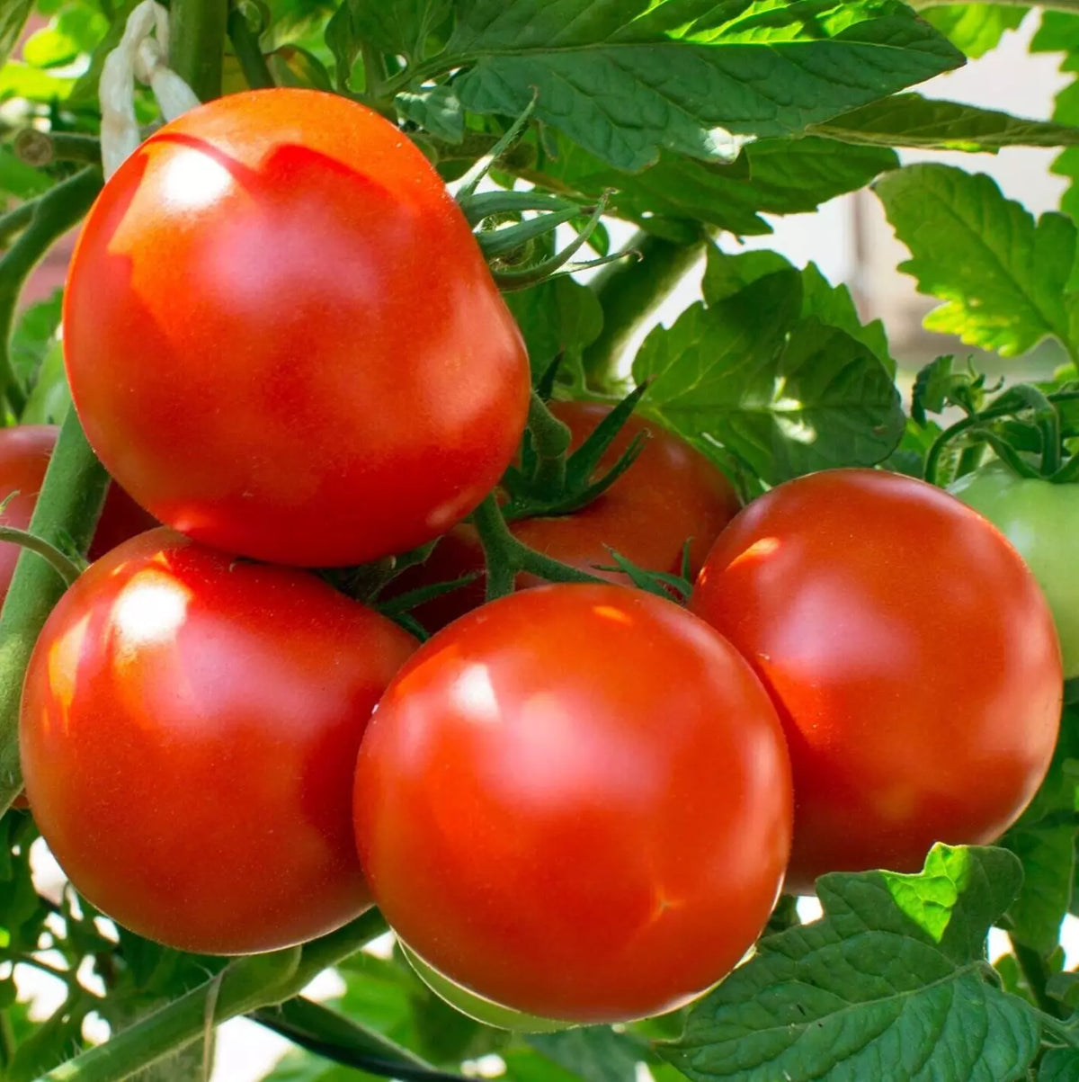 Oregon Spring Tomato Seeds 50+ Count Determinate Variety Lycopersicon esculentum for Home Gardening and Containers