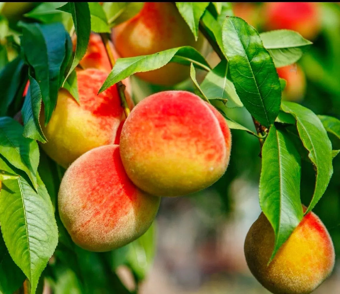 California Peach Tree Cuttings 6" Edible Sweet Prunus Persica Live Plant - 7 Cuttings for Home Garden or Orchard
