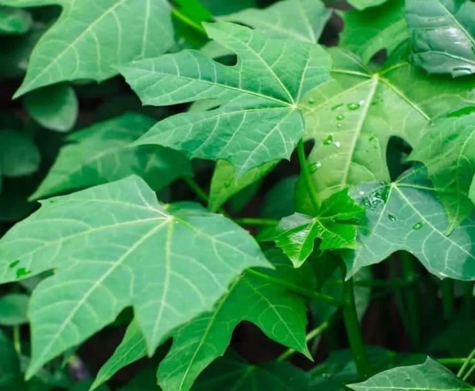 Chaya Cuttings 4 Pack Organic Deeply Lobed Variety Cnidoscolus aconitifolius Mayan Miracle Spinach Tree 8-10"