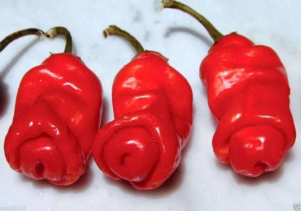 Peter Red Chili Pepper Plant - Fresh Capsicum annuum, Unique Shape, Spicy Flavor for Cooking and Gardening