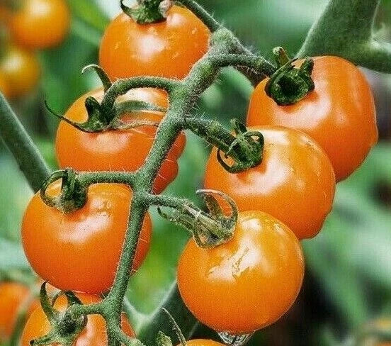 Orange Cherry Tomato Seeds - 50+ Non-GMO Sweet Garden Vegetables - Solanum lycopersicum - Easy to Grow for Beginners