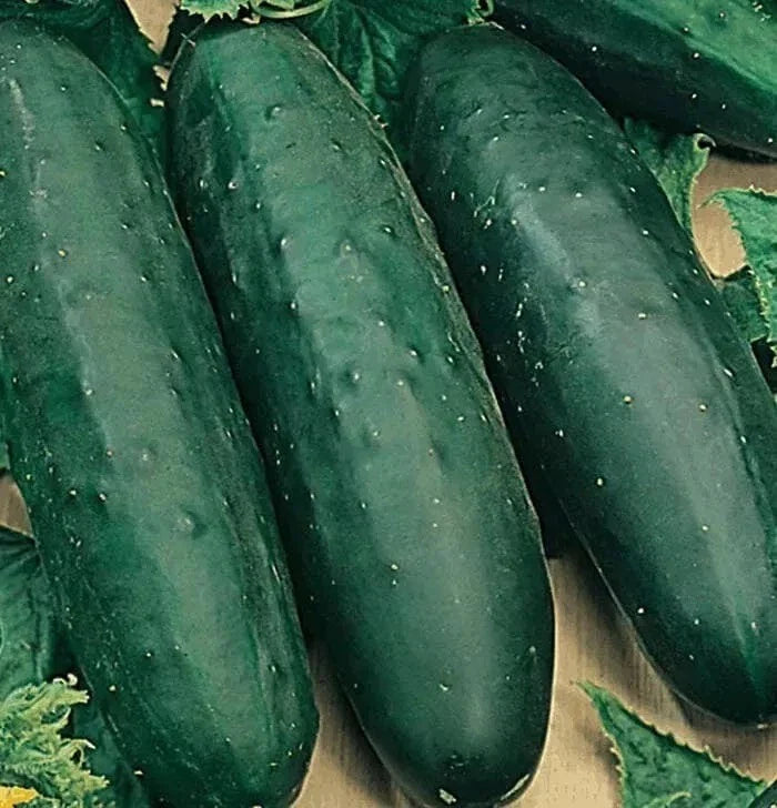 Marketmore 76 Cucumber Seeds - 50+ Non-GMO Organic Heirloom - Cucumis sativus - Ideal for Home Gardens and Containers