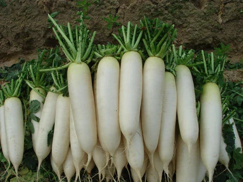 White Icicle Radish Seeds - 100 Pack - Crisp & Mild Flavor - Raphanus sativus - 5 Inch Long Radishes for Gardens