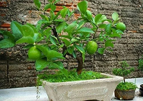 Dwarf Lime Bonsai Tree Seeds - 20+ Seeds - Citrus aurantiifolia - Indoor Planting - Compact & Fragrant Citrus Plant