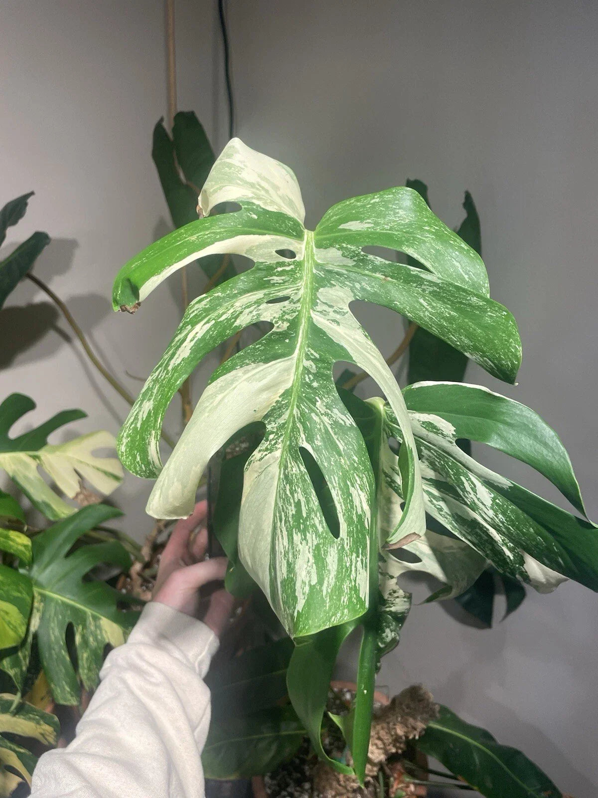 Monstera Albo Rooted Top Cutting - Variegated Houseplant - Monstera Deliciosa Var. Albo-Marmorata - Indoor/Outdoor Plant